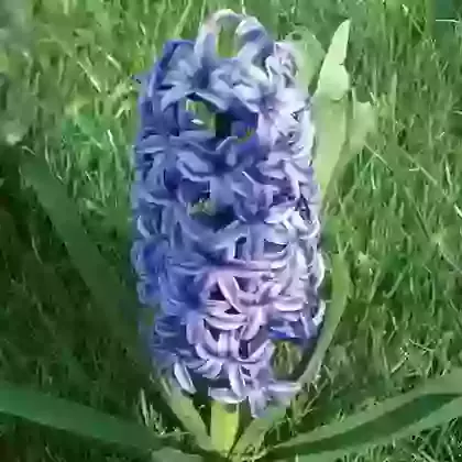 Exhibition Hyacinths